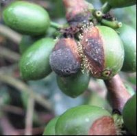 <p>Presencia de coremios de Omphalia flavida en frutos con gotera</p>