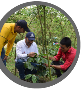 Science, technology and innovation for Colombian coffee growing