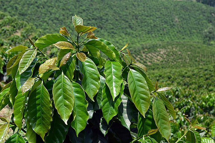 <p>Planta de café</p> - Clic para ampliar