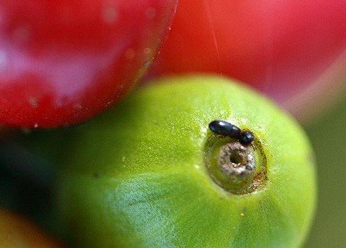 <p>Broca penetrando fruto de café</p> - Clic para ampliar