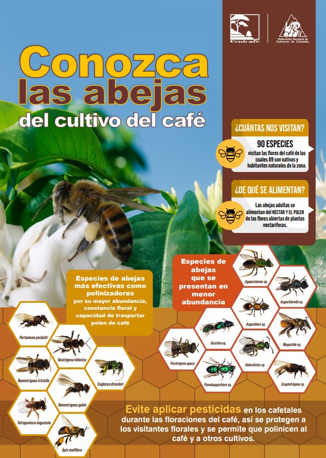 <p>Conozca las abejas del cultivo del café</p>