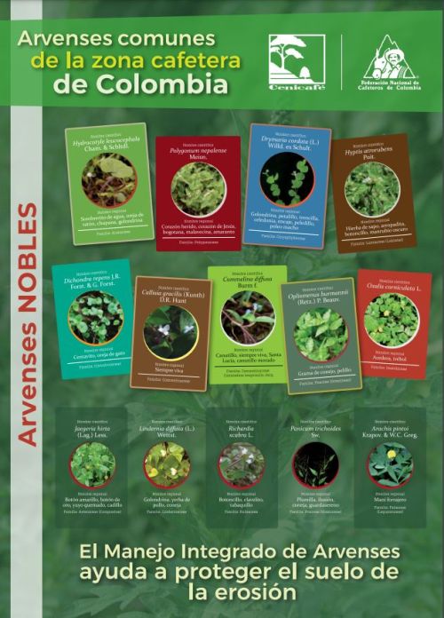 <p>Arvenses comunes de la zona cafetera de Colombia</p> <p>Arvenses comunes de la zona cafetera de Colombia</p>