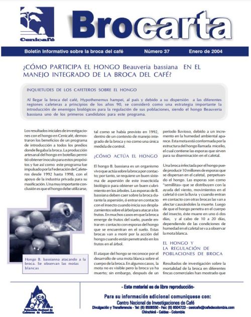 <p>Brocarta 037: Cómo participa el hongo Beauveria bassiana en el manejo integrado de la broca del café?</p>