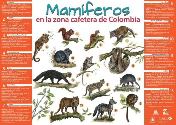 <p>Mamíferos en la zona cafetera de Colombia</p>