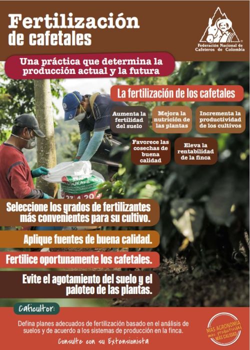 <p>Fertilización de cafetales: una práctica que determina la producción actual y la futura</p>