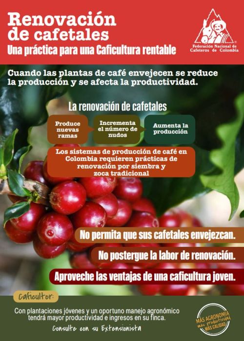 <p>Renovación de cafetales: una práctica para una Caficultura rentable</p>