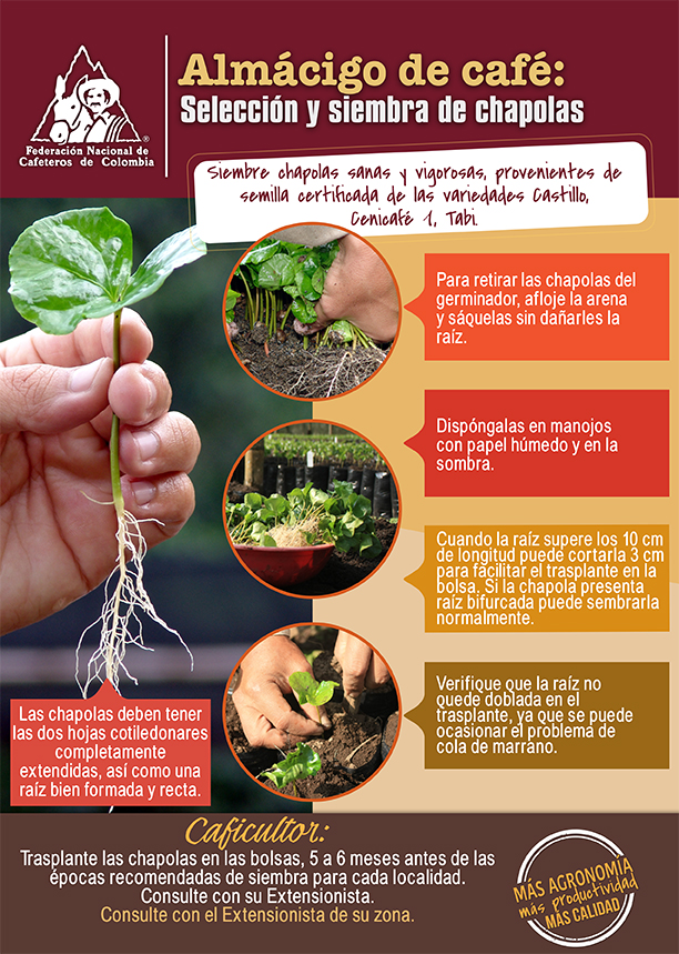 <p>Almácigo de café: selección y siembra de chapolas</p> <p>Almácigo de café: selección y siembra de chapolas</p>