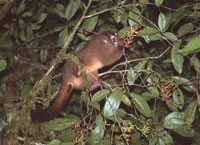 <p>Foto de Mono Nocturno Andino alimentándose de frutas. Se pueden apreciar los ojos grandes adaptados a la visión nocturna</p> <p>Foto de Mono Nocturno Andino alimentándose de frutas. Se pueden apreciar los ojos grandes adaptados a la visión nocturna</p>