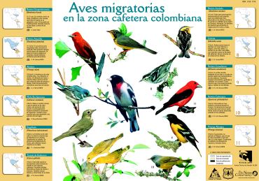 <p>Aves migratorias en la zona cafetera colombiana</p>