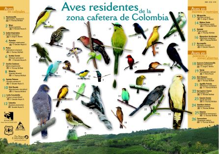 <p>Aves residentes de la zona cafetera de Colombia</p>