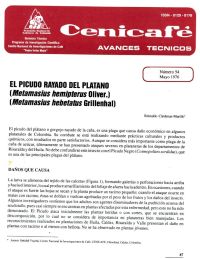 <p>(avt0054)El picudo del plátano /Metamasius hemipterus/. (avt0054)</p>