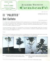 <p>(avt0082)El ‘Paloteo’ del cafeto. (avt0082)</p>