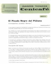 <p>(avt0120)El Picudo Negro del Plátano /Cosmopolites sordidus/ Germar. (avt0120)</p> <p>(avt0120)El Picudo Negro del Plátano /Cosmopolites sordidus/ Germar. (avt0120)</p>