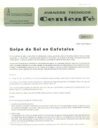 <p>(avt0124)Golpe de sol en cafetales. (avt0124)</p> <p>(avt0124)Golpe de sol en cafetales. (avt0124)</p>
