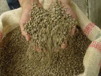 <p>Café Verde</p> <p>Café Verde</p>