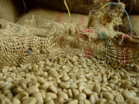<p>Café pergamino</p> <p>Café pergamino</p>