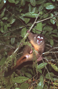 <p>Mono Nocturno Andino. Es una especie curiosa y que en algunas localidades ha demostrado tolerancia de los seres humanos.</p>
