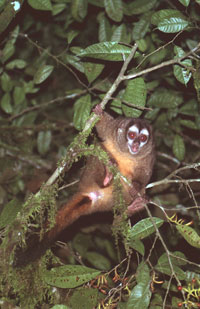 <p>Mono Nocturno Andino. Es una especie curiosa y que en algunas localidades ha demostrado tolerancia de los seres humanos.</p> <p>Mono Nocturno Andino. Es una especie curiosa y que en algunas localidades ha demostrado tolerancia de los seres humanos.</p>