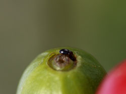<p>Broca</p> <p>Broca</p>