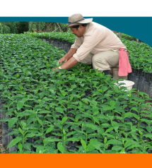 <p>Portada Buenas Prácticas Agrícolas capitulo 12</p> <p>Portada Buenas Prácticas Agrícolas capitulo 12</p>