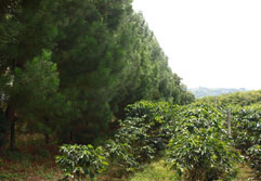 <p>Café Forestales</p> <p>Café Forestales</p>