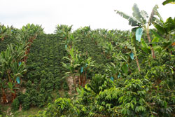<p>Café y Platáno</p> <p>Café y Platáno</p>