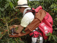 <p>Cosecha</p> <p>Cosecha</p>