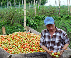 <p>Cultivos intercalados</p>