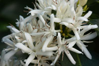 <p>Planta</p> <p>Planta</p>