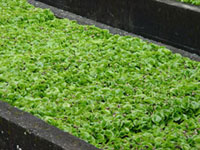 <p>Germinador Chapola</p> <p>Germinador Chapola</p>