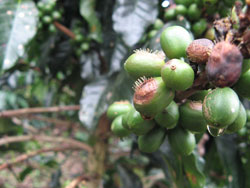 <p>Frutos gotera</p> <p>Frutos gotera</p>