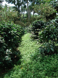 <p>Cafetal con prácticas de conservación de suelos y aguas.</p> <p>Cafetal con prácticas de conservación de suelos y aguas.</p>