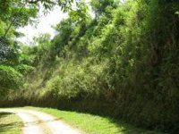 <p>Cobertura vegetal de taludes y cunetas de los caminos</p> <p>Cobertura vegetal de taludes y cunetas de los caminos</p>