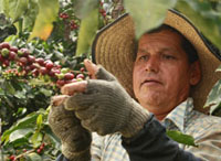 <p>Cosecha</p> <p>Cosecha</p>