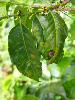 <p>Mancha Rosada</p> <p>Mancha Rosada</p>