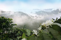 <p>Nubes y Floración</p> <p>Nubes y Floración</p>