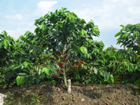<p>Planta</p> <p>Planta</p>