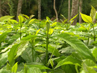<p>Planta</p> <p>Planta</p>
