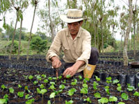 <p>Planta</p> <p>Planta</p>
