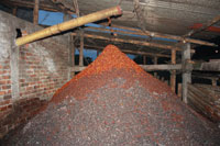 <p>Pulpa</p> <p>Pulpa</p>