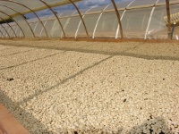 <p>Secado de café</p> <p>Secado de café</p>